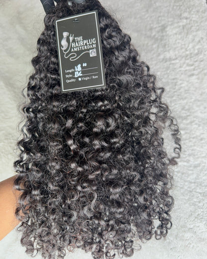 Burmese Curly Royale